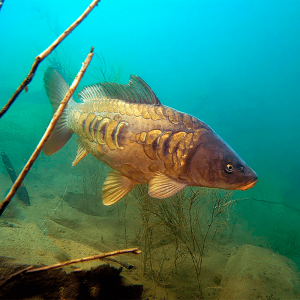 Pletená šňůra RECORD Carp 150 m, zelená kaprařská šnůra