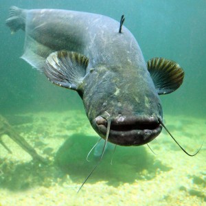 Pletená šňůra CATON 750 m, 90 kg, hnědá sumcařská šňůra